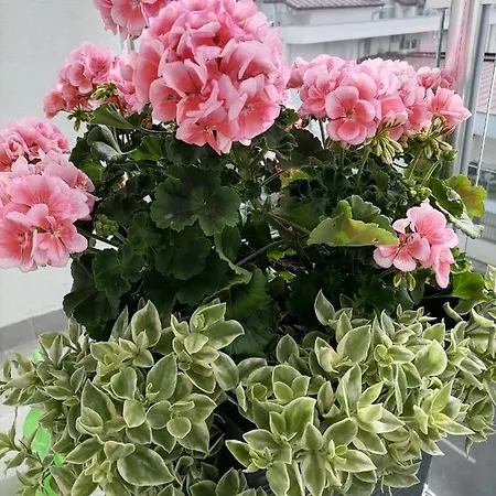 아파트 Svjetlanalex 2 Banja Koviljača